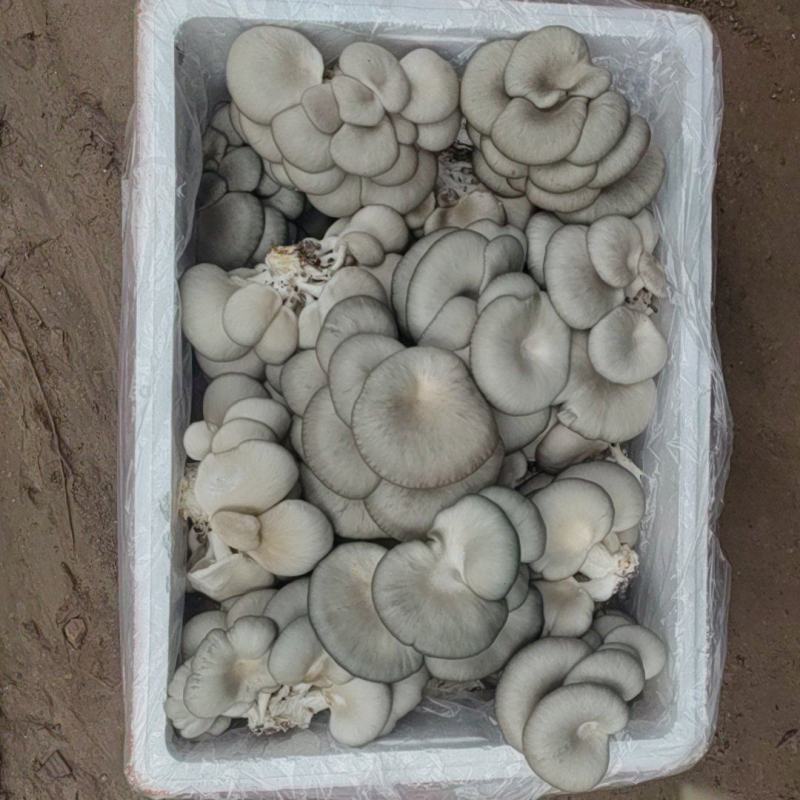 平菇