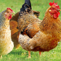 【品质土鸡】走地鸡，150-220日散养鸡一手货源