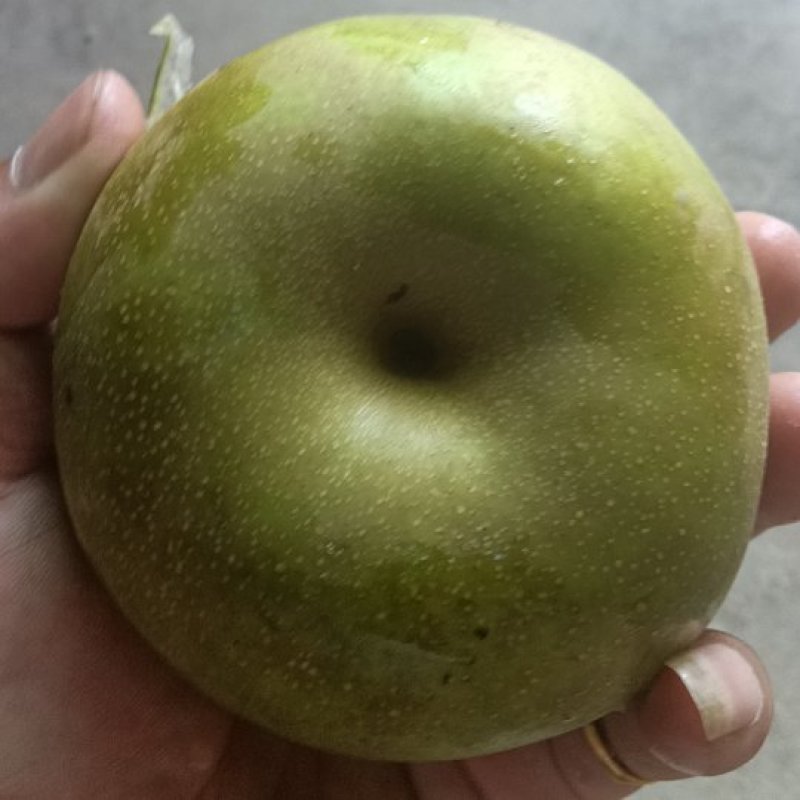 庄行蜜梨
