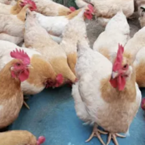 土鸡散养土鸡粮食鸡品质保证价格低鸡场直发价格低