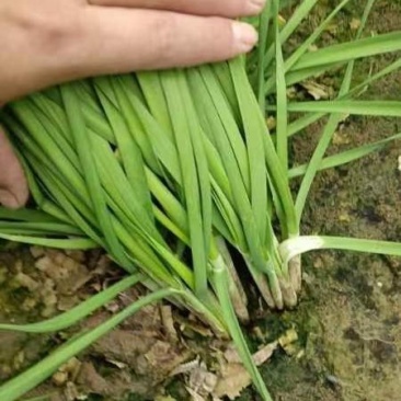大叶韭菜