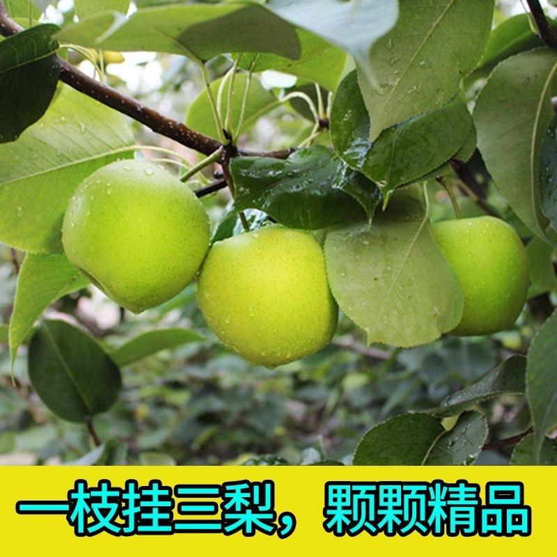 河北翠玉蜜梨，大量上市中一手货源口感脆甜专业梨果代办