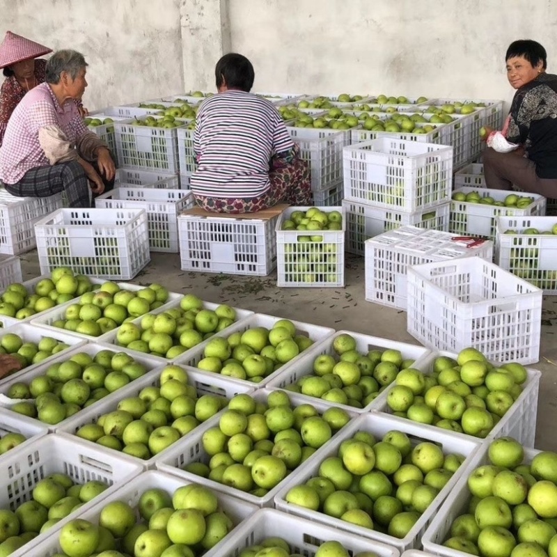 河北翠玉蜜梨，大量上市中一手货源口感脆甜专业梨果代办