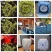 明前特级【出口芽头】绿茶全年不间断！【属于特级毛峰黄芽】