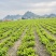 冰鲜桑叶食用桑叶桑芽菜大量现货产地直销无添加剂桑叶菜