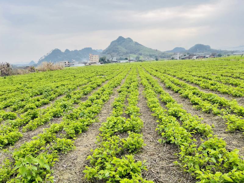 冰鲜桑叶食用桑叶桑芽菜大量现货产地直销无添加剂桑叶菜