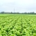 冰鲜桑叶食用桑叶桑芽菜大量现货产地直销无添加剂桑叶菜