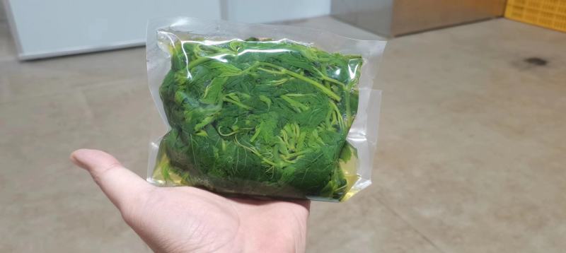 冰鲜桑叶食用桑叶桑芽菜大量现货产地直销无添加剂桑叶菜