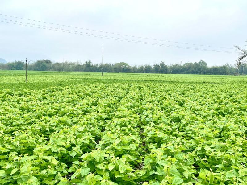 冰鲜桑叶食用桑叶桑芽菜大量现货产地直销无添加剂桑叶菜