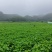 冰鲜桑叶食用桑叶桑芽菜大量现货产地直销无添加剂桑叶菜
