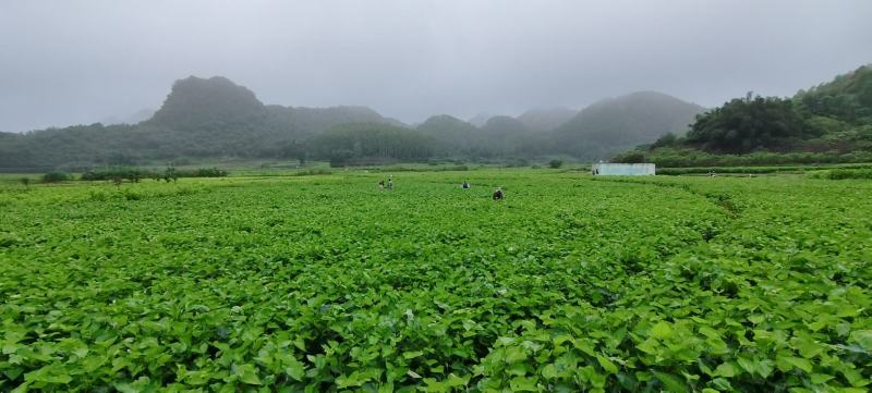 冰鲜桑叶食用桑叶桑芽菜大量现货产地直销无添加剂桑叶菜