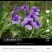 紫花地丁