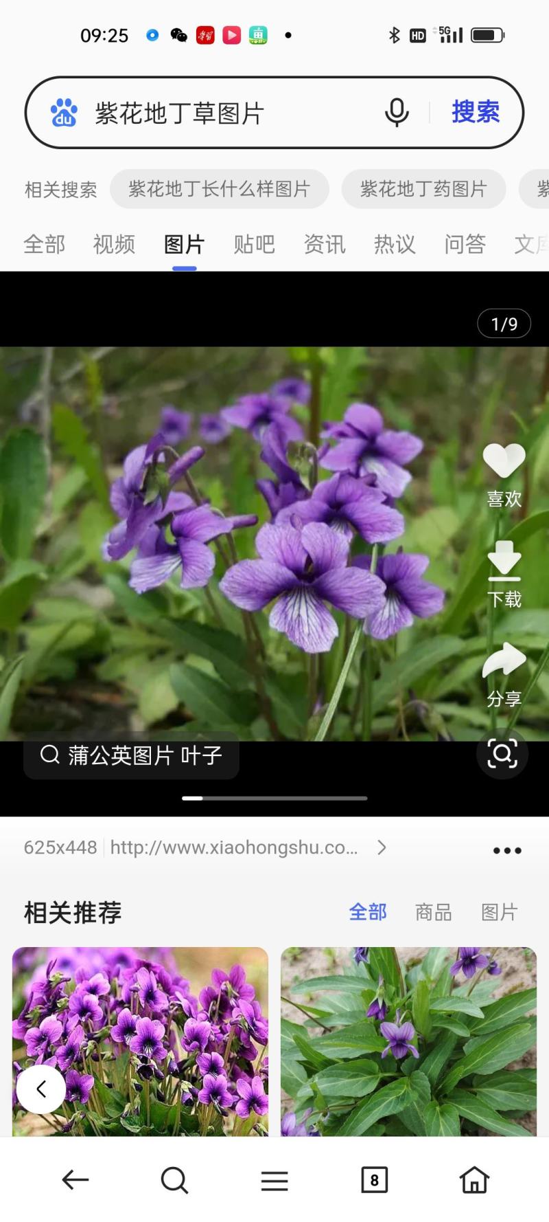 紫花地丁