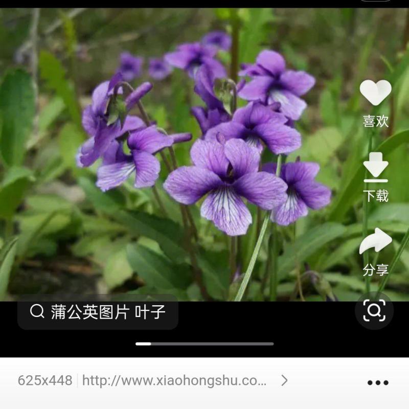 紫花地丁