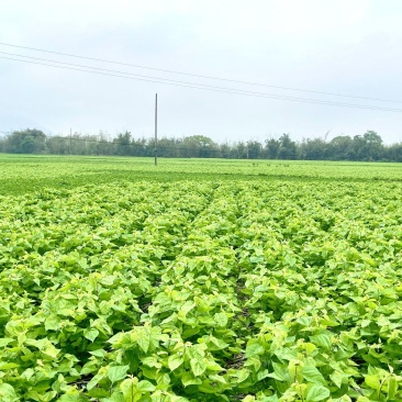 冰鲜桑叶食用桑叶桑芽菜大量现货产地直销无添加剂桑叶菜