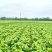 冰鲜桑叶食用桑叶桑芽菜大量现货产地直销无添加剂桑叶菜