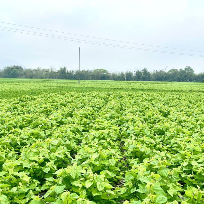 冰鲜桑叶食用桑叶桑芽菜大量现货产地直销无添加剂桑叶菜