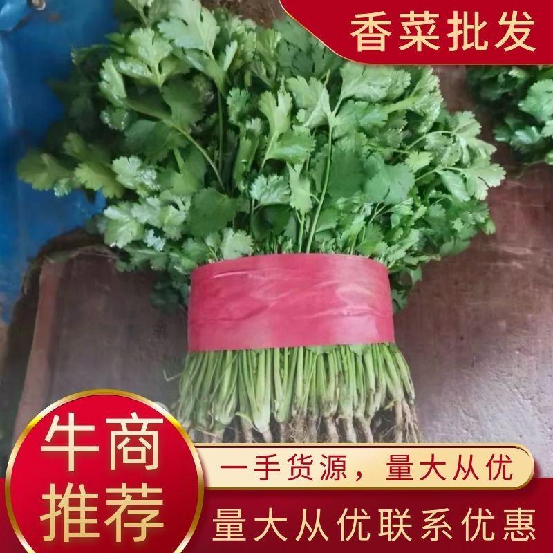河南香菜铁杆青香菜，四季有货，精品大叶，质量好