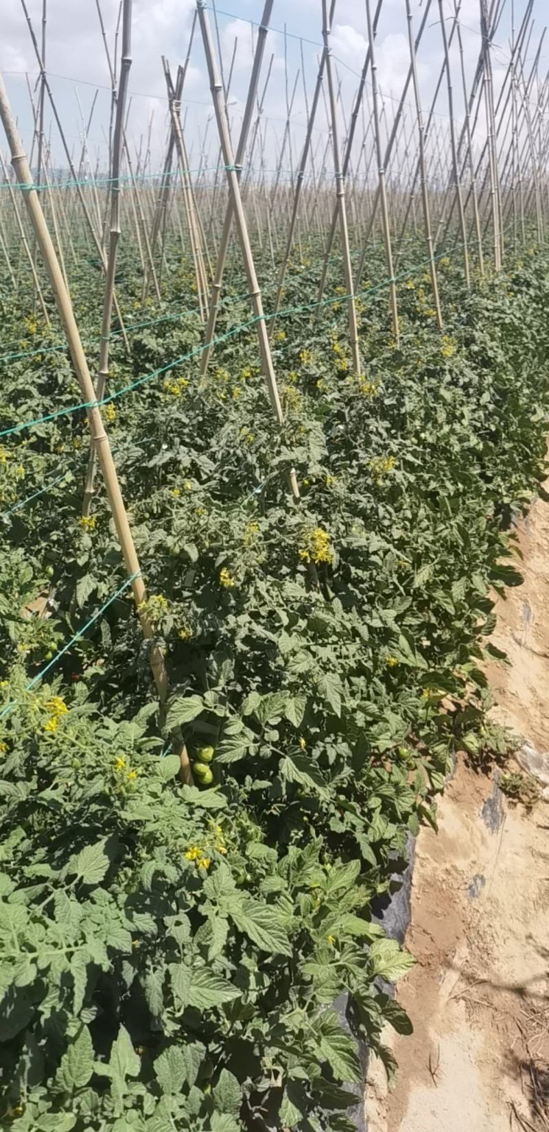 宁夏正宗玲珑