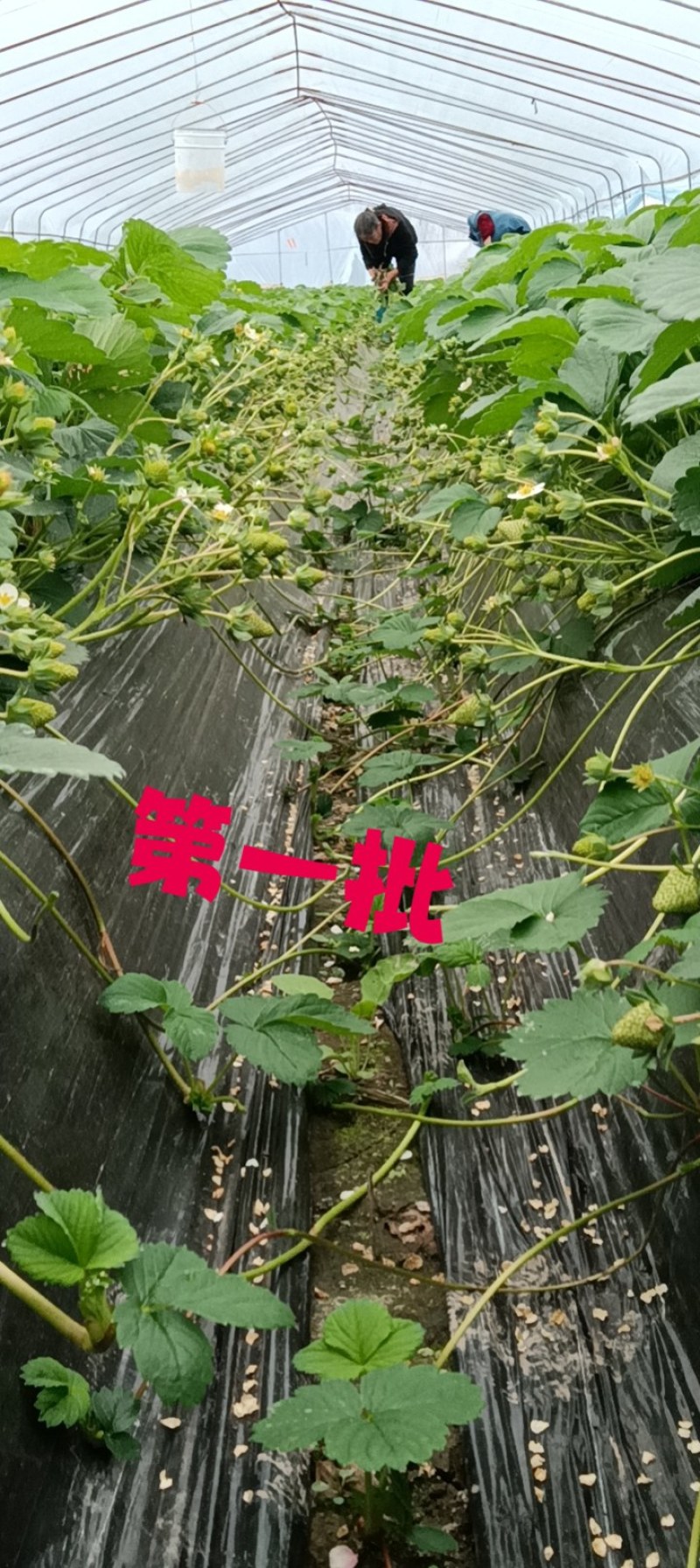高产大叶红颜