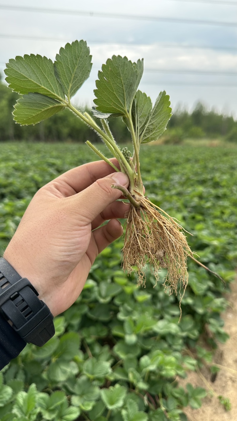 意大利艾莎草莓苗爱莎草莓苗保纯度辽宁直供