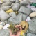 油牡丹籽