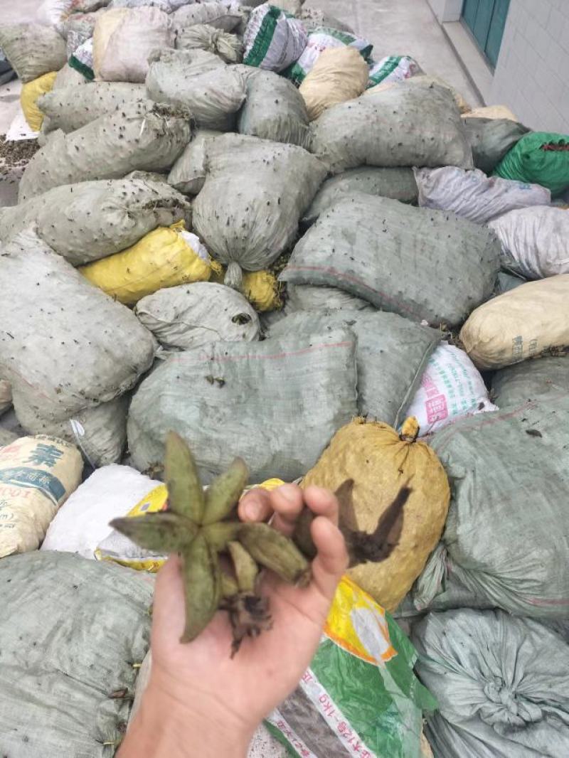 油牡丹籽