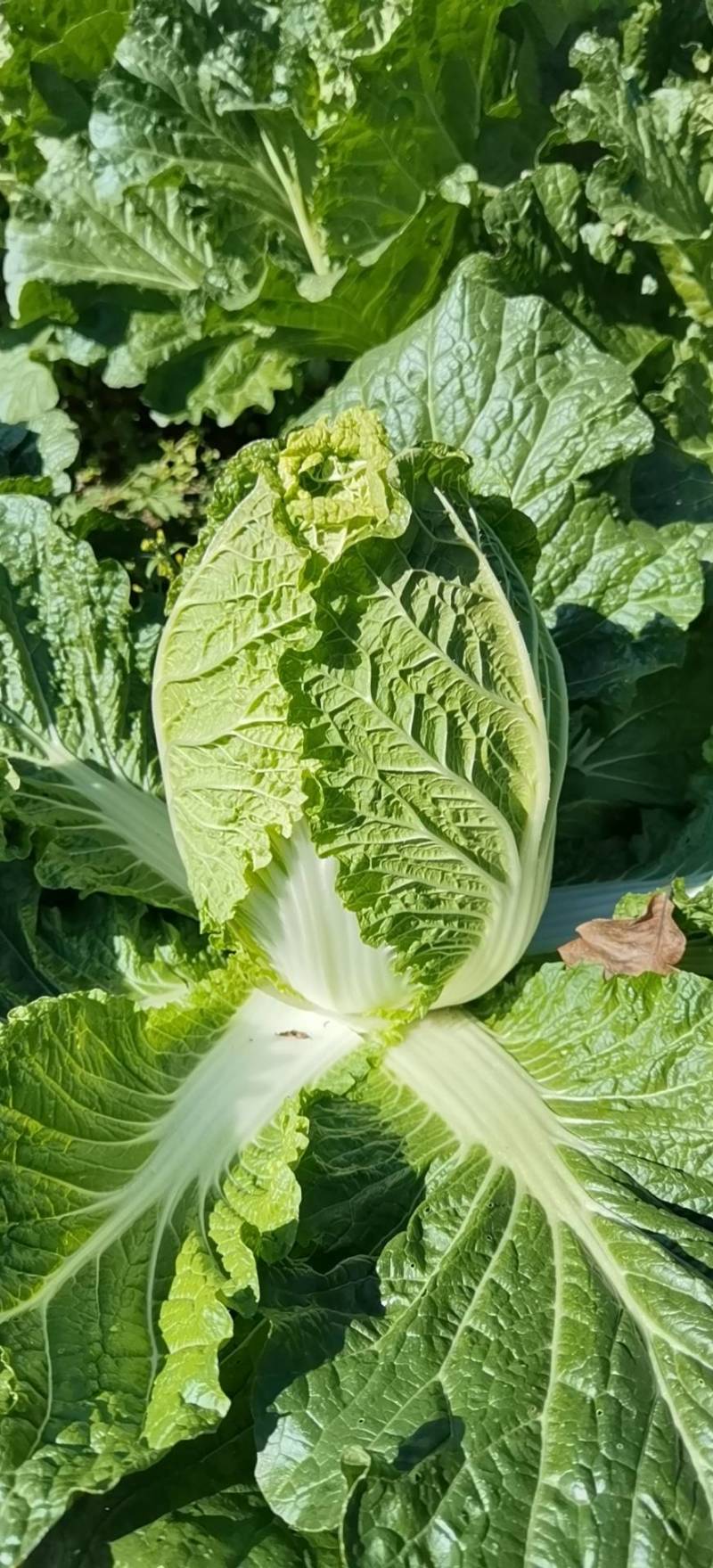 日本进口爱利可多溴虫氟苯双酰胺甘蓝白菜小菜蛾甜菜夜蛾杀虫