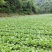 日本进口爱利可多溴虫氟苯双酰胺甘蓝白菜小菜蛾甜菜夜蛾杀虫
