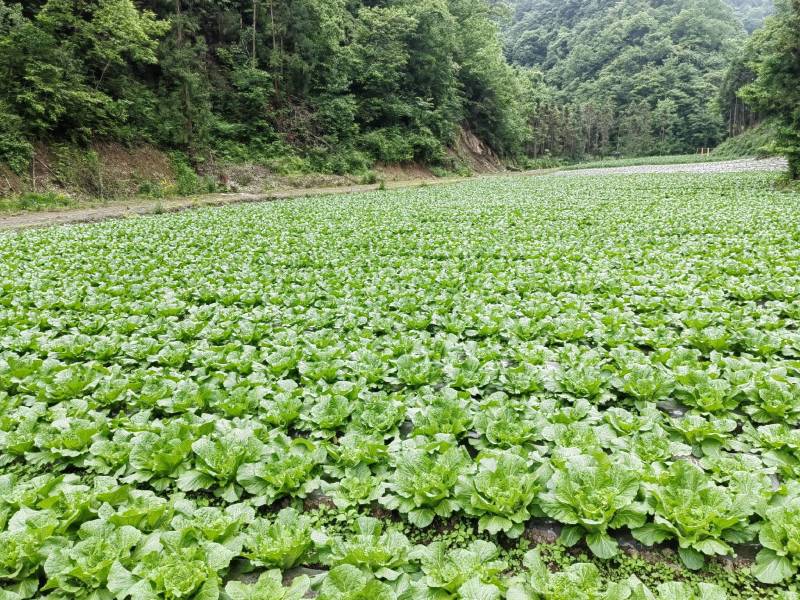 日本进口爱利可多溴虫氟苯双酰胺甘蓝白菜小菜蛾甜菜夜蛾杀虫