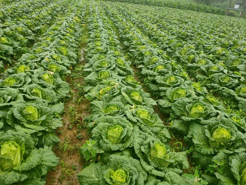 日本进口爱利可多溴虫氟苯双酰胺甘蓝白菜小菜蛾甜菜夜蛾杀虫