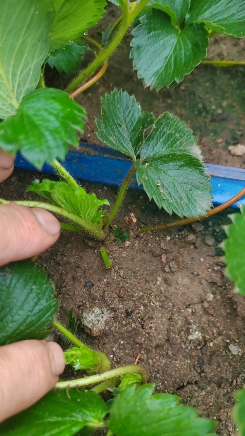 草莓苗山东青岛甜宝章姬草莓苗苗壮很粗叶片油绿