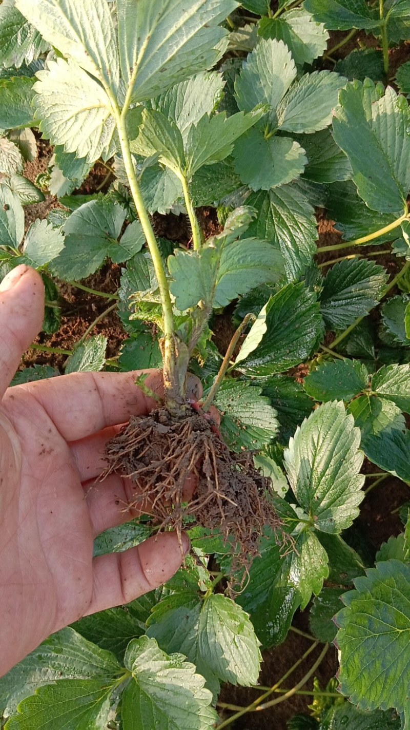 草莓苗山东青岛甜宝章姬草莓苗苗壮很粗叶片油绿