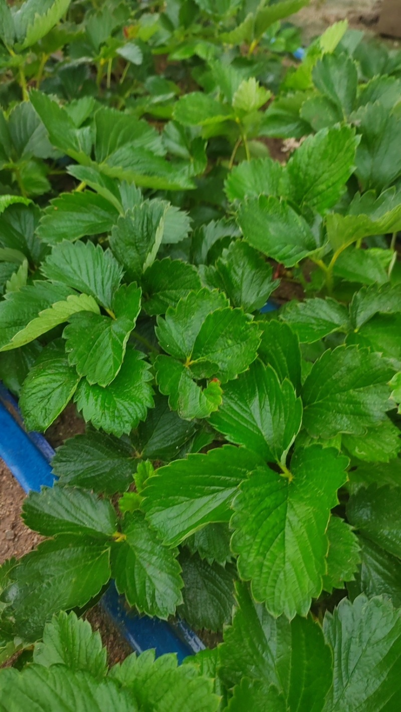 草莓苗山东青岛甜宝章姬草莓苗苗壮很粗叶片油绿