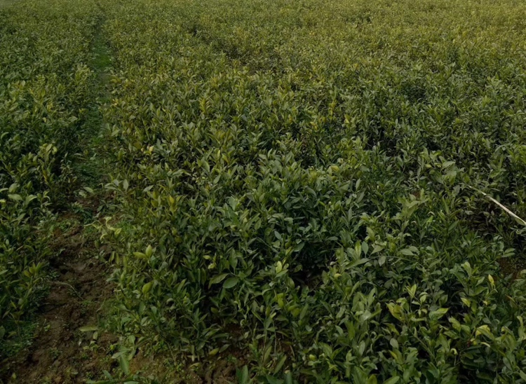 柑桔果园航拍图