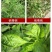 20%吗胍乙酸铜病毒病小叶病花叶病