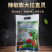 辣椒膨大拉直灵辣椒膨大素叶面肥拉长膨大拉直椒多三不落
