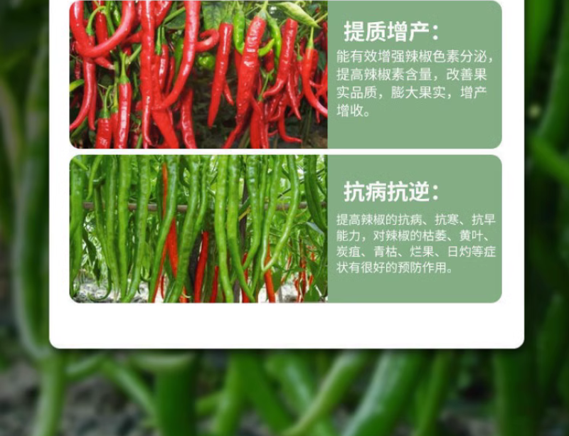 辣椒膨大拉直灵辣椒膨大素叶面肥拉长膨大拉直椒多三不落