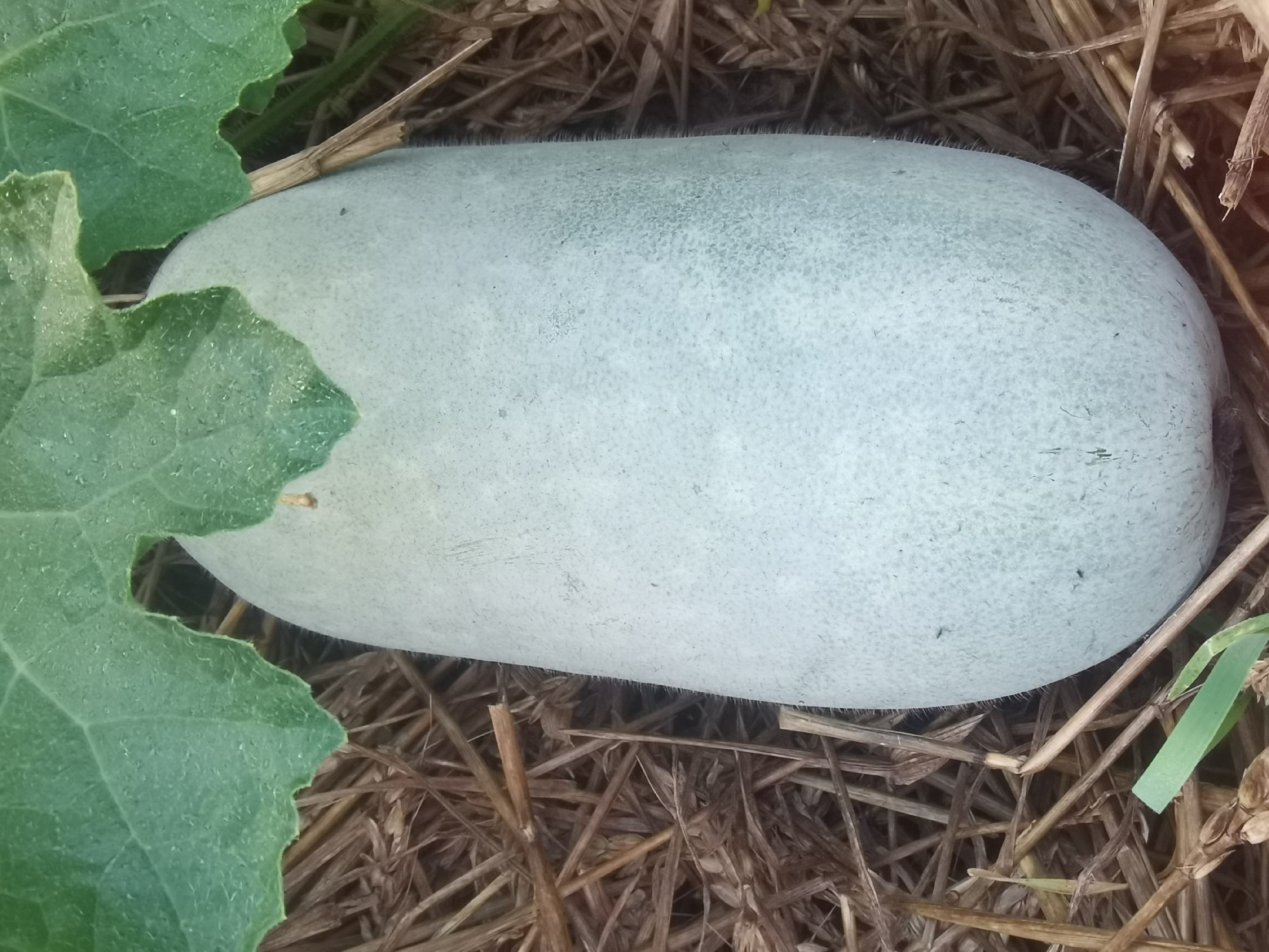 图中展示工作人员使用便携式仪器检测冬瓜表面农药残留 冬瓜表面残留农药检测示意图