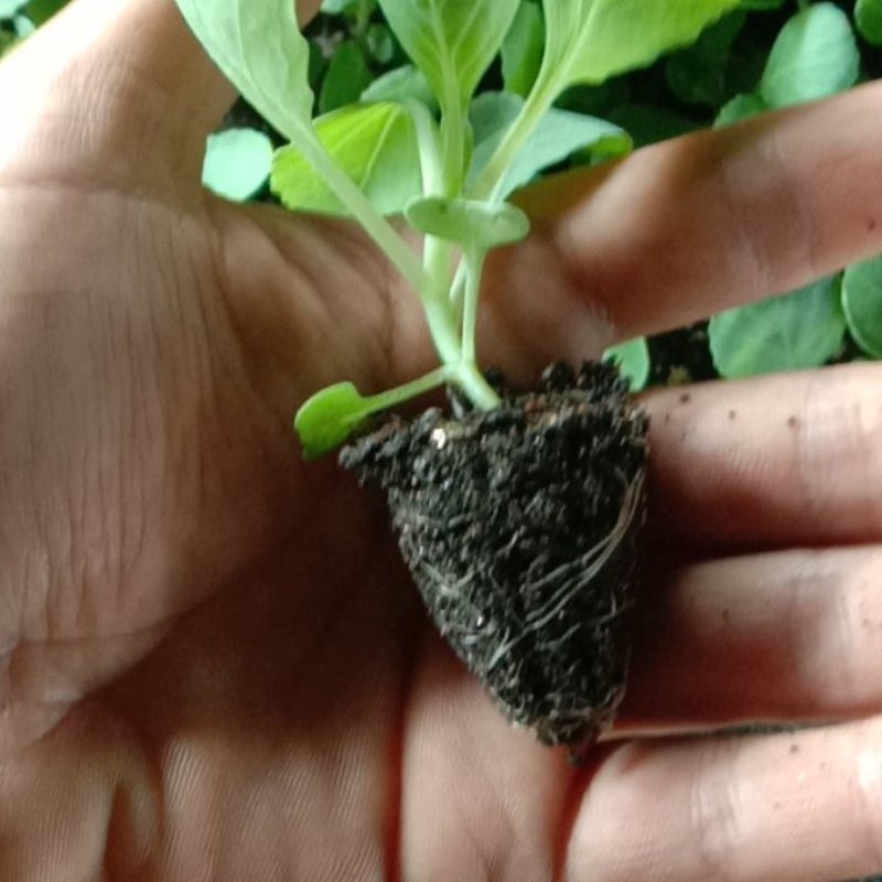 甘蓝苗，包菜苗