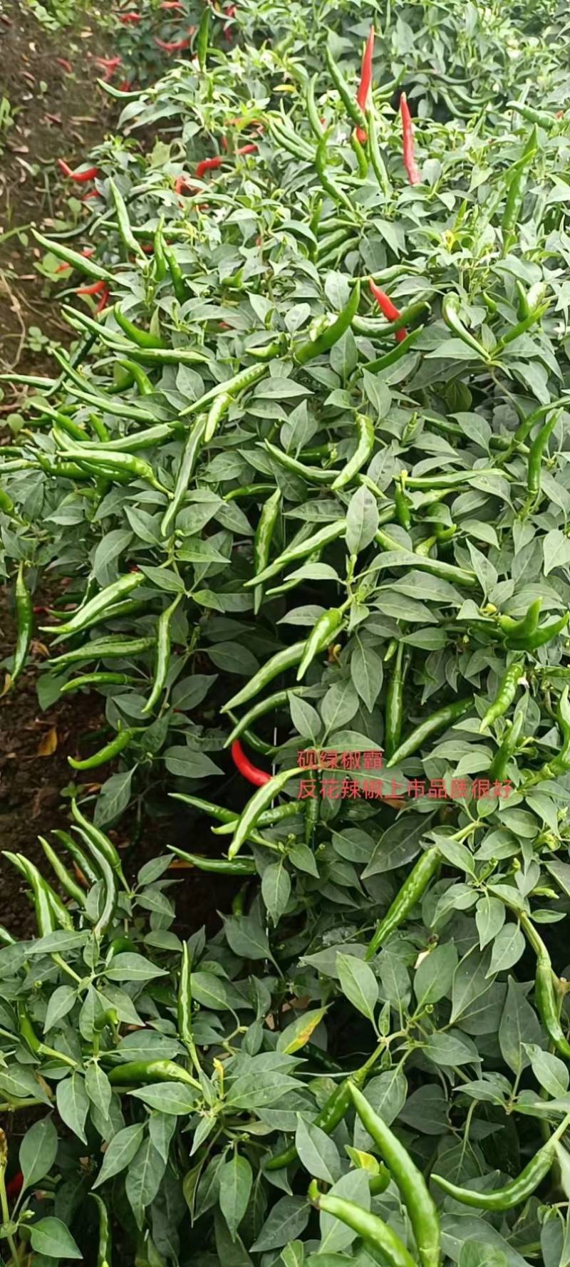 优质辣椒苗，大户优选，二荆条/螺丝椒/大青椒/朝天椒