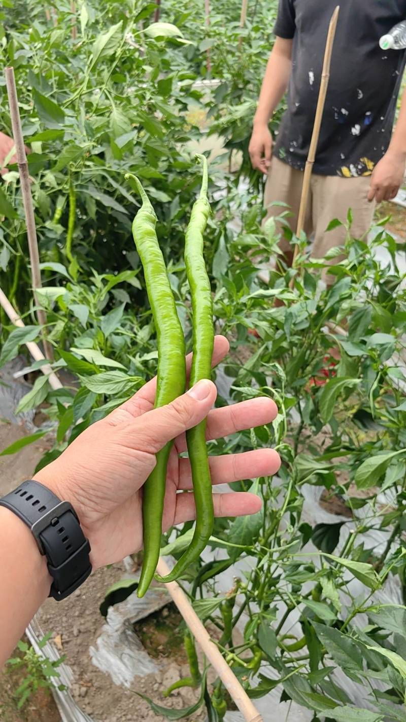 优质辣椒苗，大户优选，二荆条/螺丝椒/大青椒/朝天椒