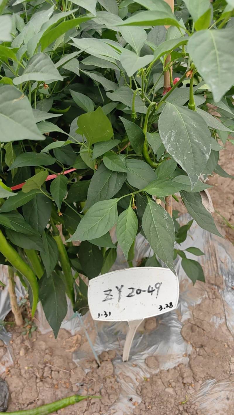 优质辣椒苗，大户优选，二荆条/螺丝椒/大青椒/朝天椒