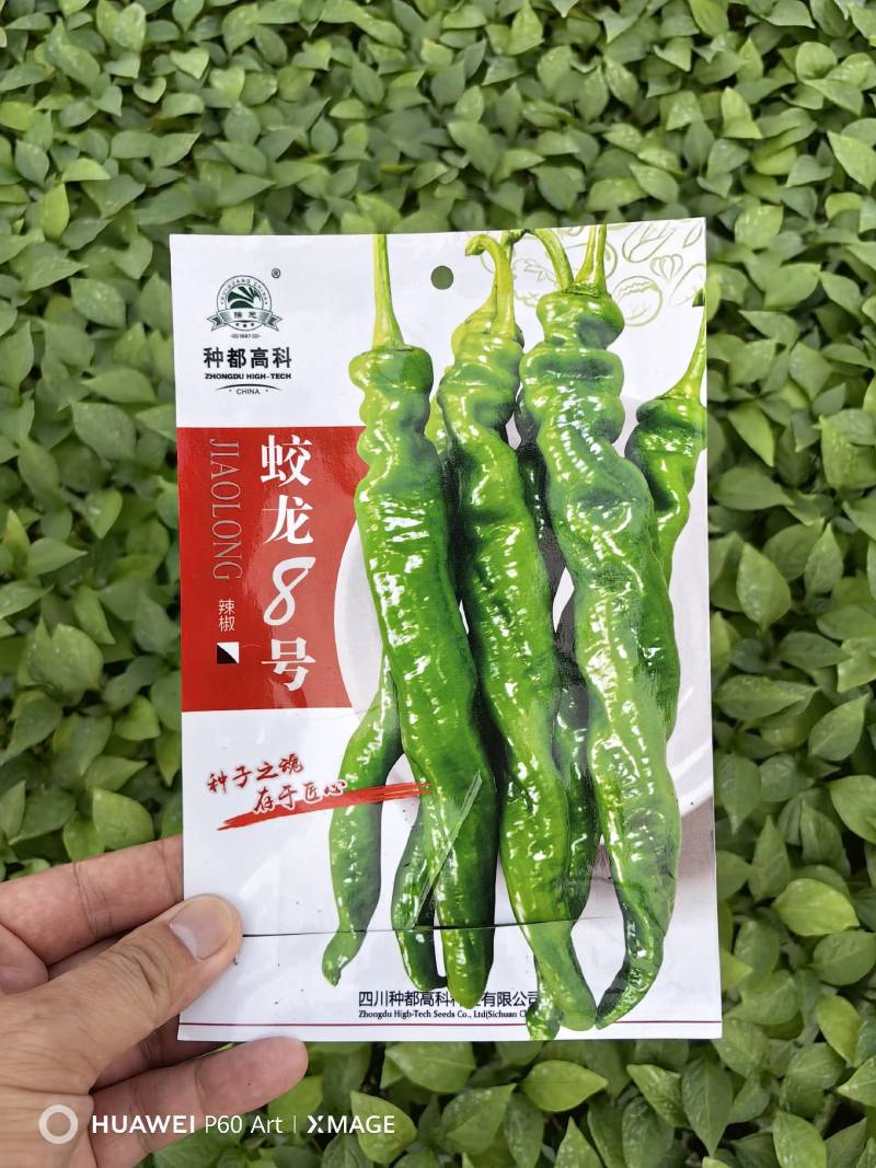 优质辣椒苗，大户优选，二荆条/螺丝椒/大青椒/朝天椒