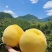 中国黄桃之乡，正宗炎陵高山黄桃，脆口香甜