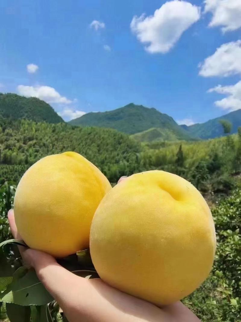 中国黄桃之乡，正宗炎陵高山黄桃，脆口香甜