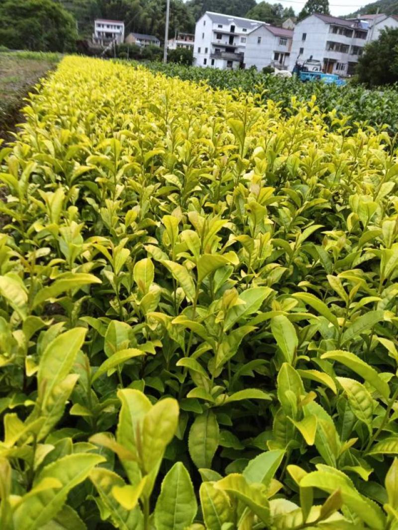 茶树苗金镶玉茶树苗，黄奶白色，绽放芽头，光泽耀眼，裁种易