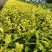茶树苗金镶玉茶树苗，黄奶白色，绽放芽头，光泽耀眼，裁种易
