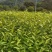茶树苗金镶玉茶树苗，黄奶白色，绽放芽头，光泽耀眼，裁种易
