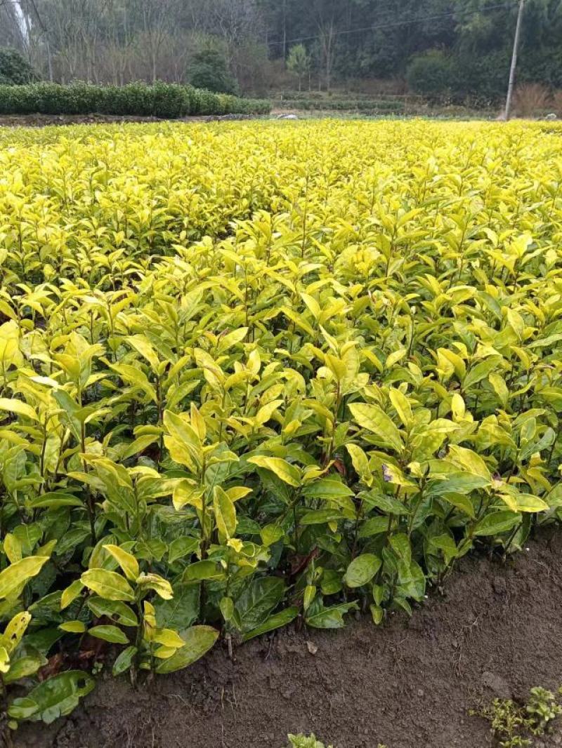 茶树苗金镶玉茶树苗，黄奶白色，绽放芽头，光泽耀眼，裁种易